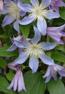 clematis-blue-river