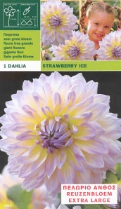 dahlia-dinnerplate-strawberry-ice-per-1-6000001962-1